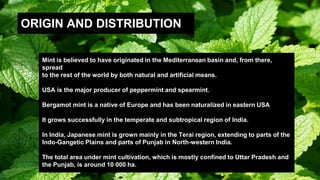 ORIGIN AND DISTRIBUTION
Mint is believed to have originated in the Mediterranean basin and, from there,
spread
to the rest of the world by both natural and artificial means.
USA is the major producer of peppermint and spearmint.
Bergamot mint is a native of Europe and has been naturalized in eastern USA
It grows successfully in the temperate and subtropical region of India.
In India, Japanese mint is grown mainly in the Terai region, extending to parts of the
Indo-Gangetic Plains and parts of Punjab in North-western India.
The total area under mint cultivation, which is mostly confined to Uttar Pradesh and
the Punjab, is around 10 000 ha.
 