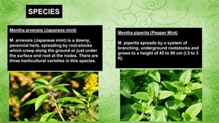 SPECIES
Mentha arvensis (Japanese mint)
M. arvensis (Japanese mint) is a downy,
perennial herb, spreading by root-stocks
which creep along the ground or just under
the surface and root at the nodes. There are
three horticultural varieties in this species.
Mentha piperita (Pepper Mint)
M. piperita spreads by a system of
branching, underground rootstocks and
grows to a height of 45 to 90 cm (l.5 to 3
ft).
 