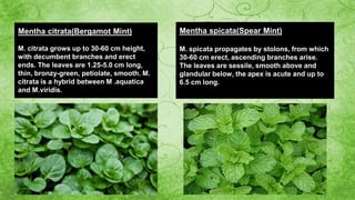 Mentha spicata(Spear Mint)
M. spicata propagates by stolons, from
which 30-60 cm erect, ascending
branches arise. The leaves are sessile,
smooth above and glandular below, the
apex is acute and up to 6.5 cm long.
Mentha citrata(Bergamot Mint)
M. citrata grows up to 30-60 cm height,
with decumbent branches and erect
ends. The leaves are 1.25-5.0 cm long,
thin, bronzy-green, petiolate, smooth. M.
citrata is a hybrid between M .aquatica
and M.viridis.
Mentha spicata(Spear Mint)
M. spicata propagates by stolons, from which
30-60 cm erect, ascending branches arise.
The leaves are sessile, smooth above and
glandular below, the apex is acute and up to
6.5 cm long.
 
