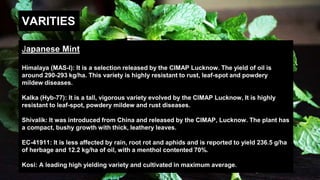 VARITIES
Japanese Mint
Himalaya (MAS-I): It is a selection released by the CIMAP Lucknow. The yield of oil is
around 290-293 kg/ha. This variety is highly resistant to rust, leaf-spot and powdery
mildew diseases.
Kalka (Hyb-77): It is a tall, vigorous variety evolved by the ClMAP Lucknow, It is highly
resistant to leaf-spot, powdery mildew and rust diseases.
Shivalik: It was introduced from China and released by the CIMAP, Lucknow. The plant has
a compact, bushy growth with thick, leathery leaves.
EC-41911: It is less affected by rain, root rot and aphids and is reported to yield 236.5 g/ha
of herbage and 12.2 kg/ha of oil, with a menthol contented 70%.
Kosi: A leading high yielding variety and cultivated in maximum average.
 