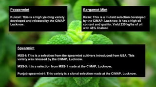 Peppermint
Kukrail: This is a high yielding variety
developed and released by the CIMAP
Lucknow.
Bergamot Mint
Kiran: This is a mutant selection developed
by the CIMAP, Lucknow. It has a high oil
content and quality. Yield 239 kg/ha of oil
with 48% linalool.
Spearmint
MSS-l: This is a selection from the spearmint cultivars introduced from USA. This
variety was released by the CIMAP, Lucknow.
MSS-5: It is a selection from MSS-1 made at the CIMAP, Lucknow.
Punjab spearmint-l: This variety is a clonal selection made at the CIMAP, Lucknow.
 