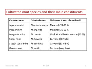 Common name Botanical name Main constituents of mentha oil
Japanese mint
Pepper mint
Bergamot mint
Spear mint
Scotch spear mint
Garden mint
Mentha arvensis
M. Piperita
M.citrata
M. Spicata
M. cardiaca
M. viridis
Menthol (70-80 %)
Menthol (35-50 %)
Linalool and linalyl acetate (45 %)
Carvone (60-95%)
Carvone (53-68 %)
Carvone (very less)
Cultivated mint species and their main constituents
22 September 2015 11P. V. NAIK
 