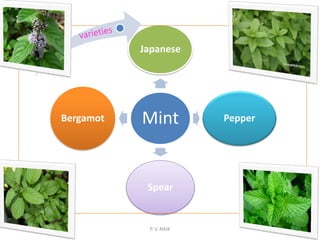 Mint
Japanese
Pepper
Spear
Bergamot
22 September 2015 22P. V. NAIK
 
