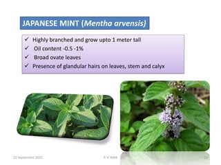 JAPANESE MINT (Mentha arvensis)
 Highly branched and grow upto 1 meter tall
 Oil content -0.5 -1%
 Broad ovate leaves
 Presence of glandular hairs on leaves, stem and calyx
22 September 2015 23P. V. NAIK
 