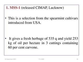1. MSS-1 (released CIMAP, Lucknow)
• This is a selection from the spearmint cultivars
introduced from USA.
• It gives a fresh herbage of 535 q and yield 253
kg of oil per hectare in 3 cuttings containing
60 per cent carvone.
22 September 2015 30P. V. NAIK
 
