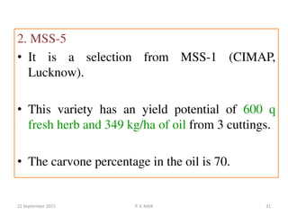 2. MSS-5
• It is a selection from MSS-1 (CIMAP,
Lucknow).
• This variety has an yield potential of 600 q
fresh herb and 349 kg/ha of oil from 3 cuttings.
• The carvone percentage in the oil is 70.
22 September 2015 31P. V. NAIK
 