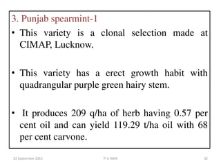 3. Punjab spearmint-1
• This variety is a clonal selection made at
CIMAP, Lucknow.
• This variety has a erect growth habit with
quadrangular purple green hairy stem.
• It produces 209 q/ha of herb having 0.57 per
cent oil and can yield 119.29 t/ha oil with 68
per cent carvone.
22 September 2015 32P. V. NAIK
 