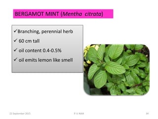 BERGAMOT MINT (Mentha citrata)
Branching, perennial herb
 60 cm tall
 oil content 0.4-0.5%
 oil emits lemon like smell
22 September 2015 34P. V. NAIK
 