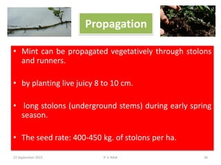 Propagation
• Mint can be propagated vegetatively through stolons
and runners.
• by planting live juicy 8 to 10 cm.
• long stolons (underground stems) during early spring
season.
• The seed rate: 400-450 kg. of stolons per ha.
22 September 2015 36P. V. NAIK
 