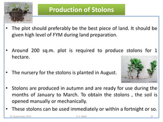 Production of Stolons
• The plot should preferably be the best piece of land. It should be
given high level of FYM during land preparation.
• Around 200 sq.m. plot is required to produce stolons for 1
hectare.
• The nursery for the stolons is planted in August.
• Stolons are produced in autumn and are ready for use during the
months of January to March. To obtain the stolons , the soil is
opened manually or mechanically.
• These stolons can be used immediately or within a fortnight or so.
22 September 2015 37P. V. NAIK
 