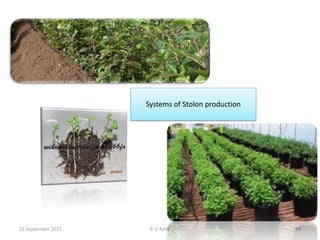 22 September 2015 P. V. NAIK 38
Systems of Stolon production
 