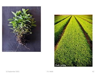 22 September 2015 P. V. NAIK 42
 