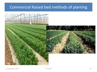 Commercial Raised bed methods of planting
22 September 2015 P. V. NAIK 43
 