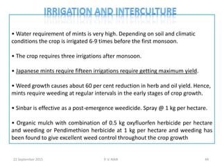 • Water requirement of mints is very high. Depending on soil and climatic
conditions the crop is irrigated 6-9 times before the first monsoon.
• The crop requires three irrigations after monsoon.
• Japanese mints require fifteen irrigations require getting maximum yield.
• Weed growth causes about 60 per cent reduction in herb and oil yield. Hence,
mints require weeding at regular intervals in the early stages of crop growth.
• Sinbar is effective as a post-emergence weedicide. Spray @ 1 kg per hectare.
• Organic mulch with combination of 0.5 kg oxyfluorfen herbicide per hectare
and weeding or Pendimethion herbicide at 1 kg per hectare and weeding has
been found to give excellent weed control throughout the crop growth
22 September 2015 44P. V. NAIK
 