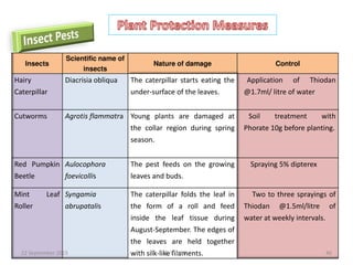 Insects
Scientific name of
insects
Nature of damage Control
Hairy
Caterpillar
Diacrisia obliqua The caterpillar starts eating the
under-surface of the leaves.
Application of Thiodan
@1.7ml/ litre of water
Cutworms Agrotis flammatra Young plants are damaged at
the collar region during spring
season.
Soil treatment with
Phorate 10g before planting.
Red Pumpkin
Beetle
Aulocophora
foevicollis
The pest feeds on the growing
leaves and buds.
Spraying 5% dipterex
Mint Leaf
Roller
Syngamia
abrupatalis
The caterpillar folds the leaf in
the form of a roll and feed
inside the leaf tissue during
August-September. The edges of
the leaves are held together
with silk-like filaments.
Two to three sprayings of
Thiodan @1.5ml/litre of
water at weekly intervals.
22 September 2015 46P. V. NAIK
 