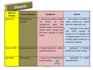 Name of
disease
Causal organism Symptoms Control
Stolon Rot Macrophomina
phaseoli
 During rainy season, stolon
rot occurs on the
underground parts; the
infected stolons show brown
lesions which enlarge and
turn black, resulting in a soft
decay.
 Crop rotation. It is better to
follow 3-year-crop rotation
with rice, wheat and mint.
 Treatment of the stolons
with 0.25% solution of
Captan or 0.1% Benlate, 0.3
% Agallol solution for 2 to 3
minutes before planting is a
preventive measure.
Fusarium Wilt Fusarium oxysporum  Affected leaves turn yellow,
curled and finally dry.
 Application of Benlate,
Bavistin and Topsin. @ 2g/l
Leaf blight Alternaria sp.  Cause loss of foliage during
summer season.
 Application of copper
fungicide @ 5%
22 September 2015 47P. V. NAIK
 