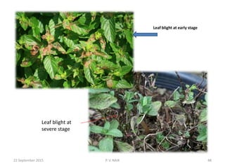 Leaf blight at early stage
22 September 2015 P. V. NAIK 48
Leaf blight at
severe stage
 