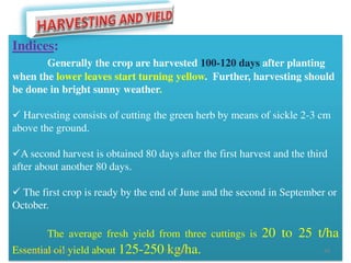 Indices:
Generally the crop are harvested 100-120 days after planting
when the lower leaves start turning yellow. Further, harvesting should
be done in bright sunny weather.
 Harvesting consists of cutting the green herb by means of sickle 2-3 cm
above the ground.
A second harvest is obtained 80 days after the first harvest and the third
after about another 80 days.
 The first crop is ready by the end of June and the second in September or
October.
The average fresh yield from three cuttings is 20 to 25 t/ha
Essential oil yield about 125-250 kg/ha.22 September 2015 49P. V. NAIK
 