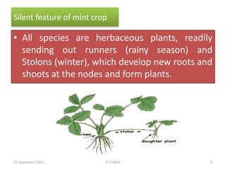 Silent feature of mint crop
• All species are herbaceous plants, readily
sending out runners (rainy season) and
Stolons (winter), which develop new roots and
shoots at the nodes and form plants.
22 September 2015 5P. V. NAIK
 