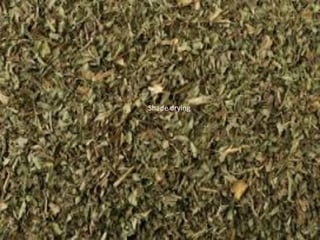 22 September 2015 P. V. NAIK 53
Shade drying
 