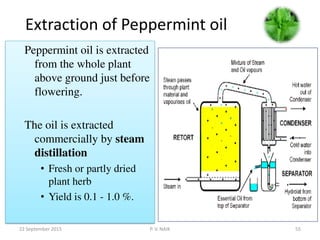 Extraction of Peppermint oil
Peppermint oil is extracted
from the whole plant
above ground just before
flowering.
The oil is extracted
commercially by steam
distillation
• Fresh or partly dried
plant herb
• Yield is 0.1 - 1.0 %.
22 September 2015 55P. V. NAIK
 