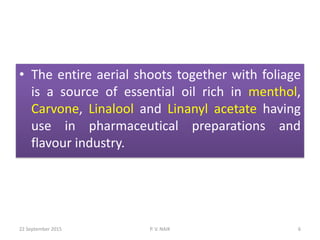 • The entire aerial shoots together with foliage
is a source of essential oil rich in menthol,
Carvone, Linalool and Linanyl acetate having
use in pharmaceutical preparations and
flavour industry.
22 September 2015 6P. V. NAIK
 