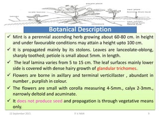 Botanical Description
 Mint is a perennial ascending herb growing about 60-80 cm. in height
and under favourable conditions may attain a height upto 100 cm.
 It is propagated mainly by its stolons. Leaves are lanceolate-oblong,
sharply toothed; petiole is small about 5mm. in length.
 The leaf lamina varies from 5 to 15 cm. The leaf surfaces mainly lower
side is covered with dense hairy growth of glandular trichomes.
 Flowers are borne in axillary and terminal verticillaster , abundant in
number , purplish in colour.
 The flowers are small with corolla measuring 4-5mm., calyx 2-3mm.,
narrowly deltoid and acuminate.
 It does not produce seed and propagation is through vegetative means
only.
22 September 2015 9P. V. NAIK
 