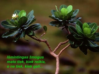 I šmintingas žmogus mato tiek, kiek reikia, o ne tiek, kiek gali... 