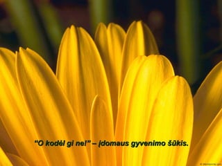 “ O kodėl gi ne ! ” – įdomaus gyvenimo šūkis. 