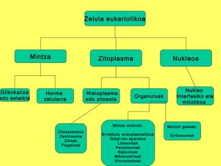 Zelula eukariotikoa
Mintza NukleoaZitoplasma
Glikokaliza
edo estalkia
Horma
zelularra
Hialoplasma
edo zitosola
Organuluak
Nukleo
Interfasiko eta
mitotikoa
Mintza dutenak:
Erretikulu endoplasmatikoa
Golgi-ren aparatua
Lisosomak
Peroxisomak
Bakuoloak
Mitokondrioak
Kloroplastoak
Mintzik gabeak:
Erribosomak
Zitoeskeletoa
Zentrosoma
Zilioak
Flageloak
 