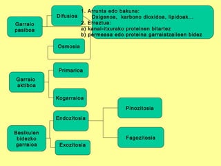 Garraio
pasiboa
Difusioa
Osmosia
Garraio
aktiboa
1. Arrunta edo bakuna:
Oxigenoa, karbono dioxidoa, lipidoak...
2. Erraztua:
a) kanal-itxurako proteinen bitartez
b) permeasa edo proteina garraiatzaileen bidez
Besikulen
bidezko
garraioa
Kogarraioa
Primarioa
Exozitosia
Endozitosia
Pinozitosia
Fagozitosia
 