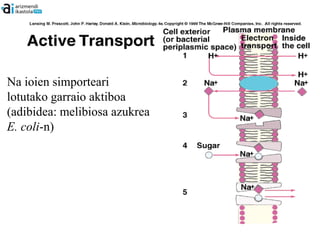Na ioien simporteari
lotutako garraio aktiboa
(adibidea: melibiosa azukrea
E. coli-n)
 
