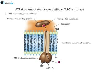 ATPak zuzendutako garraio aktiboa (“ABC” sistema)
•   ABC sistema edo garraioko ATPasak
 