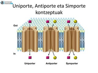 Uniporte, Antiporte eta Simporte
          kontzeptuak
 
