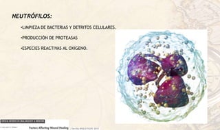 NEUTRÓFILOS:
•LIMPIEZA DE BACTERIAS Y DETRITOS CELULARES.
•PRODUCCIÓN DE PROTEASAS
•ESPECIES REACTIVAS AL OXIGENO.
 