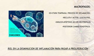 MACROFAGOS:
•EN ETAPA TEMPRANA: PROCESO DE INFLAMACIÓN.
•RECLUTA Y ACTIVA LEUCOCITOS.
•INDUCIR APÓPTOSIS DE LOS NEUTROFILOS
•POSTERIOR CAMBIO FENOTÍPICO.
ROL EN LA DISMINUCION DE INFLAMACIÓN PARA PASAR A PROLIFERACIÓN
 