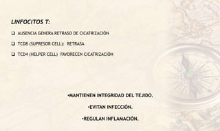LINFOCITOS T:
 AUSENCIA GENERA RETRASO DE CICATRIZACIÓN
 TCD8 (SUPRESOR CELL): RETRASA
 TCD4 (HELPER CELL) FAVORECEN CICATRIZACIÓN
•MANTIENEN INTEGRIDAD DEL TEJIDO.
•EVITAN INFECCIÓN.
•REGULAN INFLAMACIÓN.
 