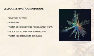 CELULAS DENDRÍTICAS EPIDERMAL.
SE ACTIVAN EN STRES
AGRESIONES
FACTOR DE CRECIMIENTO DE FIBROBLASTOS 7 (FGF7)
FACTOR DE CRECIMIENTO DE KERATINOCITOS
FACTOR 1 DE CRECIMIENTO DE INSULINA
 