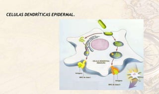 CELULAS DENDRÍTICAS EPIDERMAL.
 