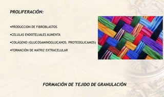 PROLIFERACIÓN:
PRODUCCION DE FIBROBLASTOS
CELULAS ENDOTELIALES AUMENTA
COLÁGENO (GLUCOSAMINOGLUCANOS. PROTEOGLICAMOS)
FORMACIÓN DE MATRIZ EXTRACELULAR
FORMACIÓN DE TEJIDO DE GRANULACIÓN
 