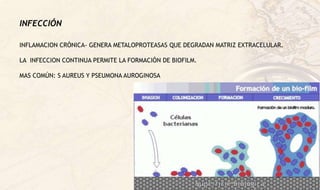 INFECCIÓN
INFLAMACION CRÓNICA- GENERA METALOPROTEASAS QUE DEGRADAN MATRIZ EXTRACELULAR.
LA INFECCION CONTINUA PERMITE LA FORMACIÓN DE BIOFILM.
MAS COMÚN: S AUREUS Y PSEUMONA AUROGINOSA
 