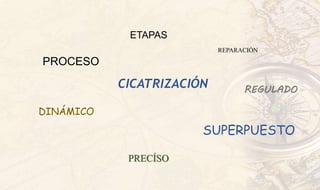 CICATRIZACIÓN
PROCESO
DINÁMICO
SUPERPUESTO
ETAPAS
REPARACIÓN
PRECÍSO
REGULADO
 