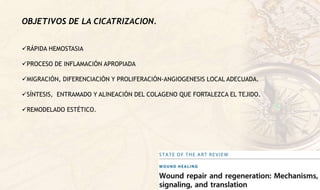 OBJETIVOS DE LA CICATRIZACION.
RÁPIDA HEMOSTASIA
PROCESO DE INFLAMACIÓN APROPIADA
MIGRACIÓN, DIFERENCIACIÓN Y PROLIFERACIÓN-ANGIOGENESIS LOCAL ADECUADA.
SÍNTESIS, ENTRAMADO Y ALINEACIÓN DEL COLAGENO QUE FORTALEZCA EL TEJIDO.
REMODELADO ESTÉTICO.
 