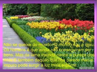 Não se queixe do mundo. O mundo não é mau. Os homens é que ainda não conseguiram ser bons. Mas da lama imunda nasce a pureza dos lírios.E também daquilo que nos parece mau e impuro pode surgir a luz mais sublime. 