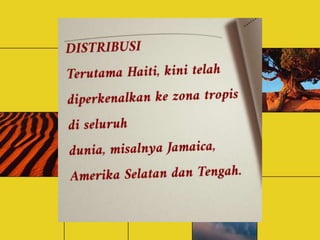 Minyak amyris