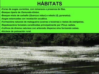 HÁBITATS
-Curso de augas correntes, con remansos e presenza de illas.
-Bosque ripario de Osmundo-Alnion.
-Bosque mixto de carballo (Quercus robur) e rebolo (Q, pyrenaica).
-Augas estancadas con vexetación acuática.
-Formacións naturais de matogueira (uceiras e toxeiras) e restos de estripeiras.
-Repoboacións forestais constituídas principalmente por Pinus radiata.
-Cultivos de diversa natureza con arborado disperso e/ou formando sebes.
-Núcleos de poboación rural.
 