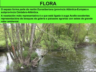 FLORA
O espazo forma parte da rexión Eurosiberiana (provincia Atlántica-Europea e
subprovincia Cántabro-Atlántica.
A vexetación máis representativa é a que está ligada á auga Acolle excelentes
representacións de bosques de galería e paisaxes agrarias con sebes de grande
valor ambiental.
 