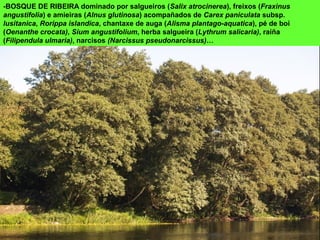 -BOSQUE DE RIBEIRA dominado por salgueiros (Salix atrocinerea), freixos (Fraxinus
angustifolia) e amieiras (Alnus glutinosa) acompañados de Carex paniculata subsp.
lusitanica, Rorippa islandica, chantaxe de auga (Alisma plantago-aquatica), pé de boi
(Oenanthe crocata), Sium angustifolium, herba salgueira (Lythrum salicaria), raíña
(Filipendula ulmaria), narcisos (Narcissus pseudonarcissus)…
 