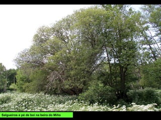 Salgueiros e pé de boi na beira do Miño
 