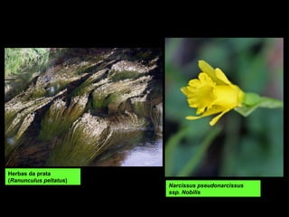 Herbas da prata
(Ranunculus peltatus)
Narcissus pseudonarcissus
ssp. Nobilis
 